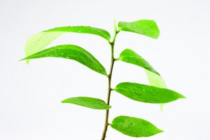 机器翻译能否帮你的业务突围